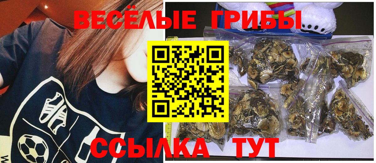Псилоцибиновые грибы Psilocybine cubensis Славгород
